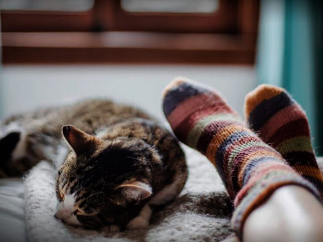  ¿Por qué a los gatos les gusta dormir con sus dueños?