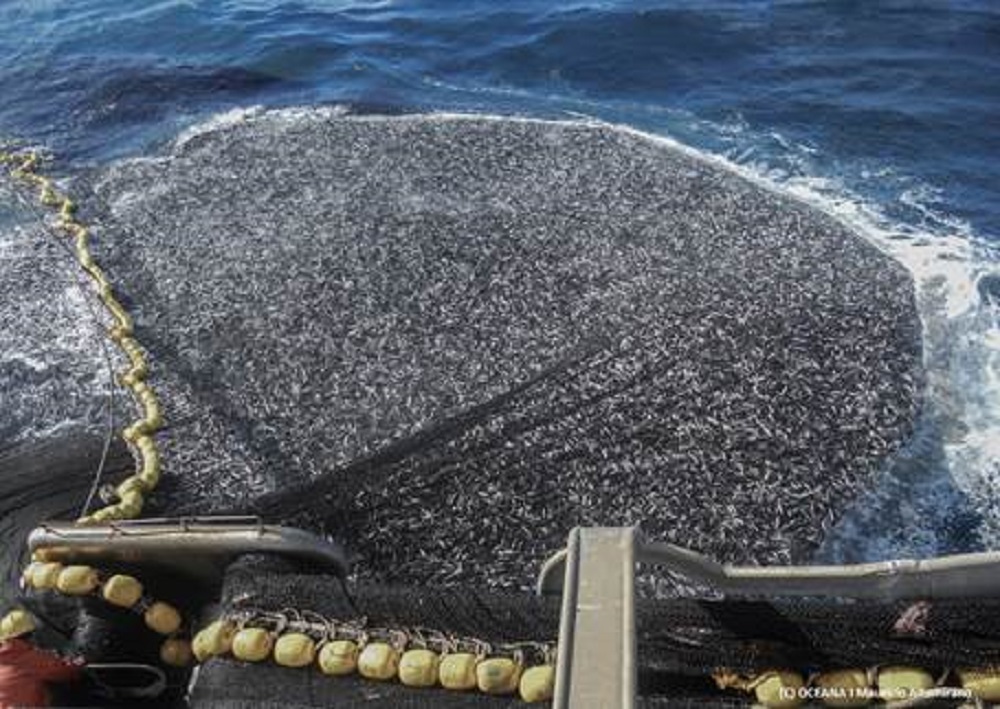 Oceana llama al nuevo gobierno a presentar plan con medidas urgentes para la recuperación de pesquerías tras conocerse que un 57% se encuentra en estado crítico