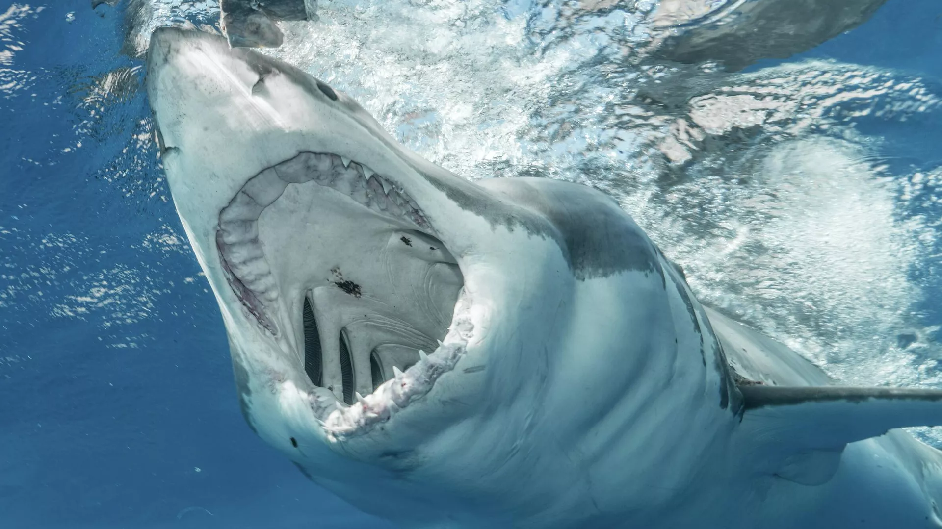  El aterrador momento que vivió una familia cuando un enorme tiburón blanco atacó su bote | Video