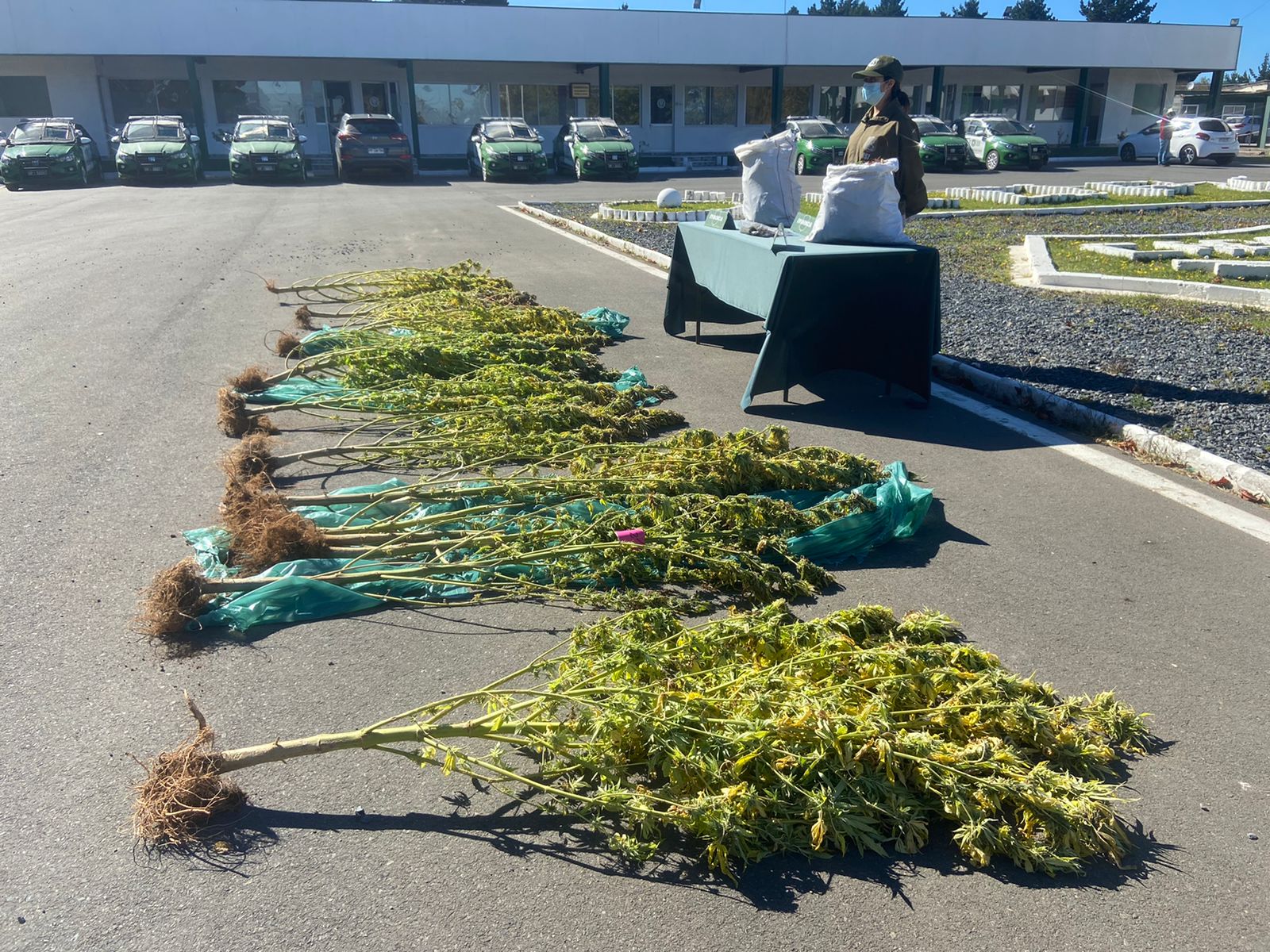 Más de 8 kilos de marihuana y plantas en proceso de cultivo encuentran Carabineros de OS7 en un domicilio de Florida