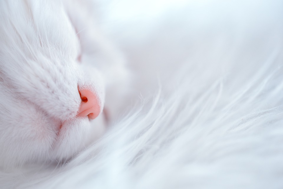 Revelan que los dueños de gatos son más simpáticos y tienen más sexo y la razón es insólita