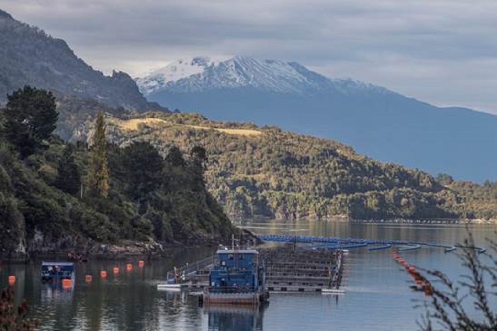  Ley de transparencia y prevención de escapes en la salmonicultura: Oceana espera que se apruebe proyecto que busca una mayor regulación de la industria salmonera