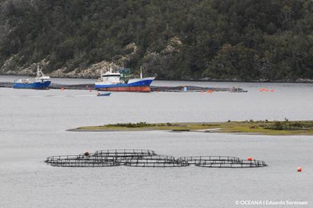 Oceana advierte que salmoneras aumentaron el uso de antibióticos y llama a aprobar con urgencia Ley para una mejor regulación