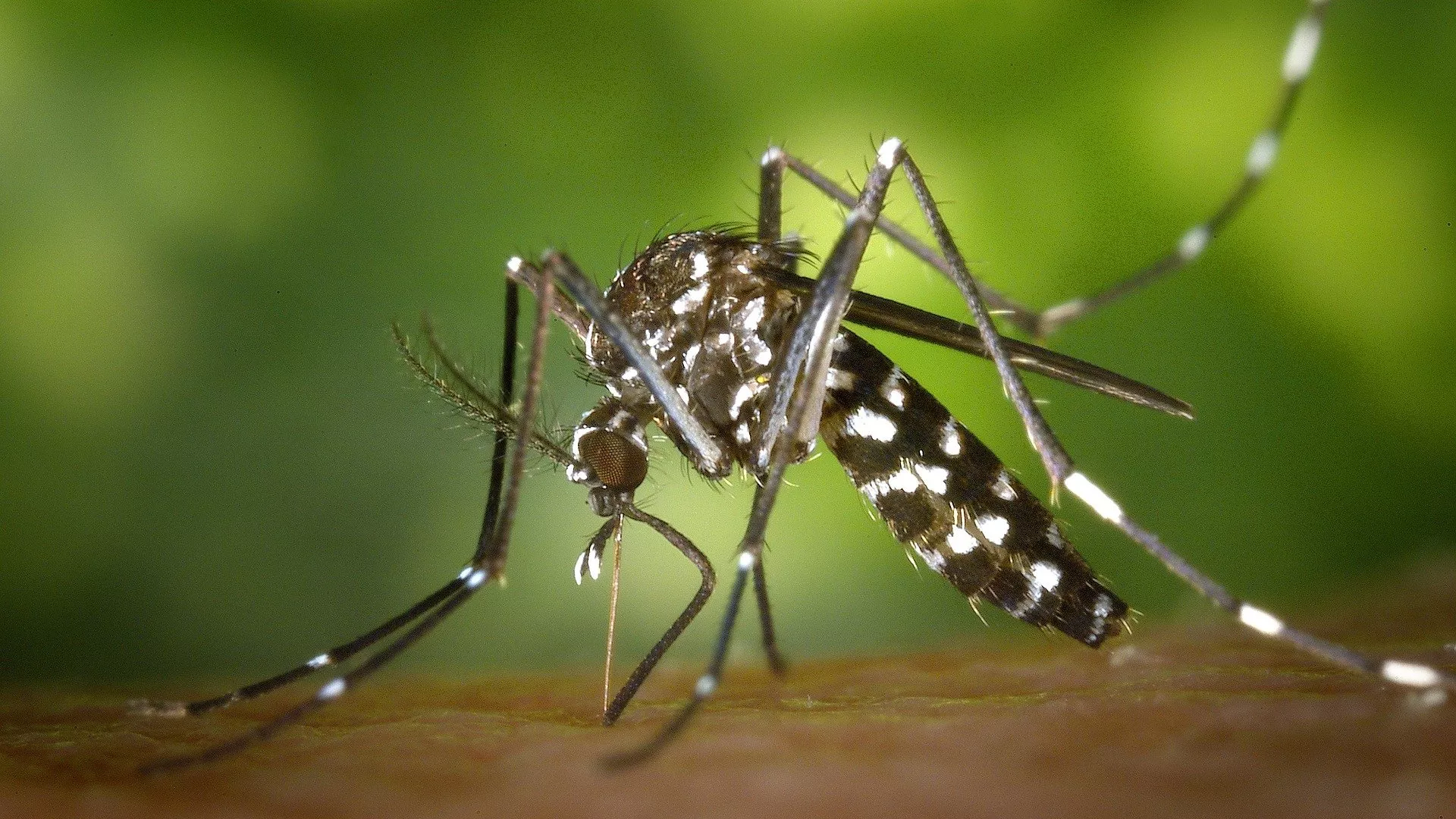  Médicos australianos descubren cómo destruir los parásitos que causan el paludismo