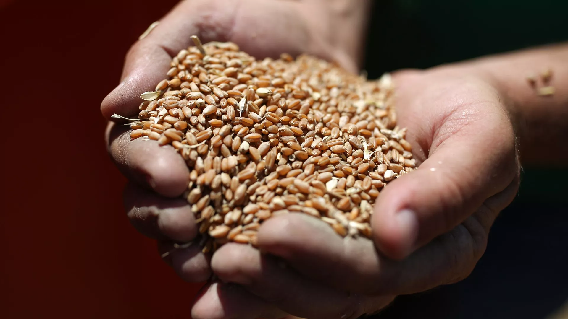  EEUU no sancionará a los países que compren grano ruso
