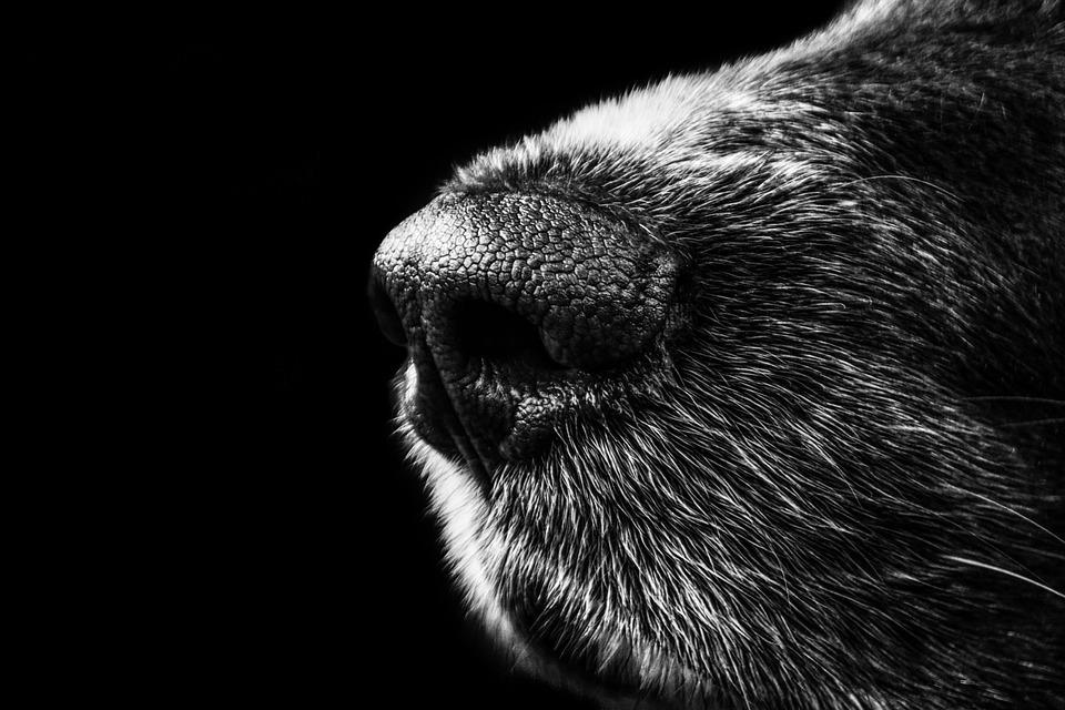Ordenan al fisco y municipalidad de Villarrica indemnizar a madre y niña mordida por perro callejero