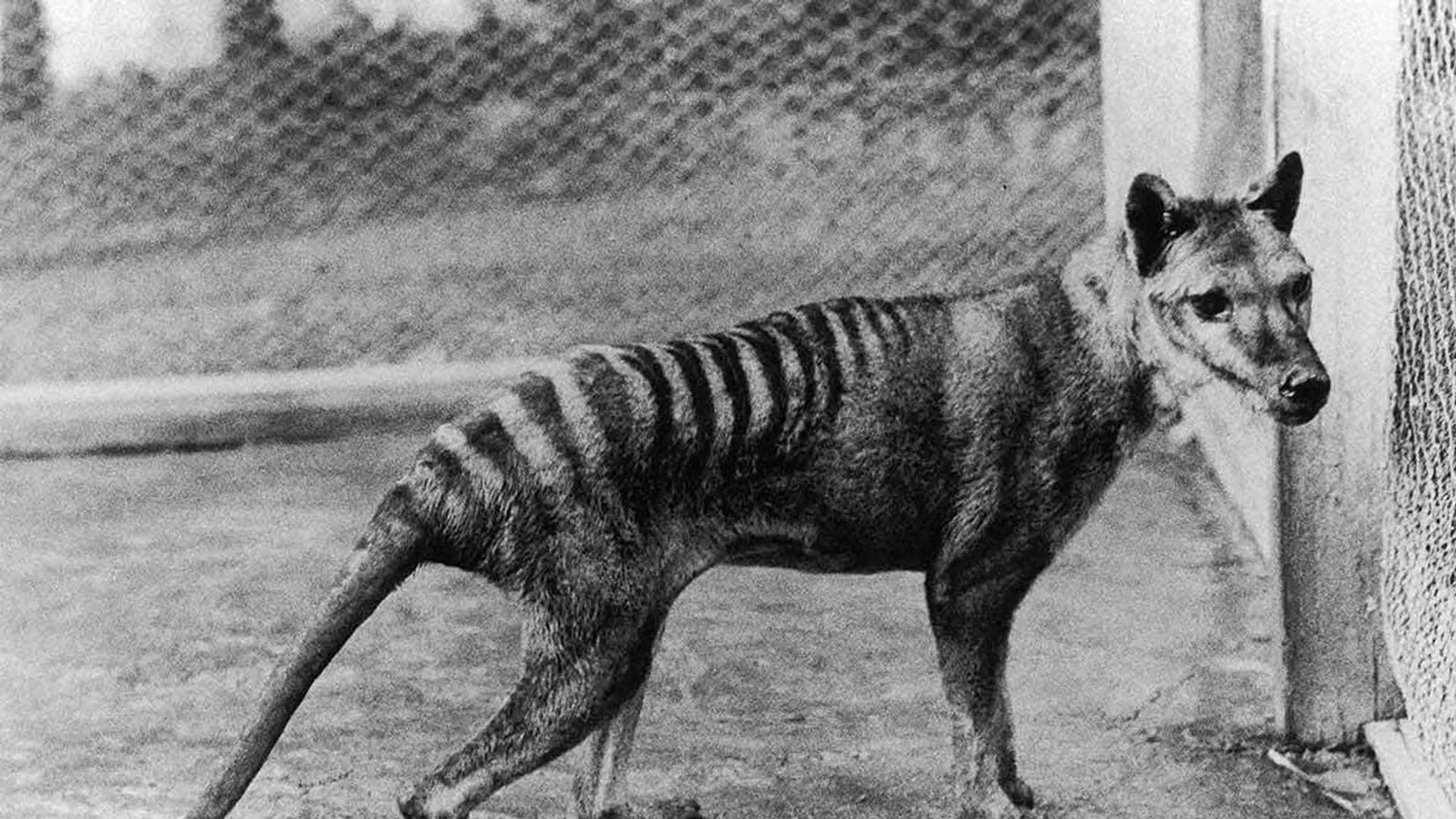  Científicos buscan traer de vuelta a la vida a este animal extinto en Australia en 1936