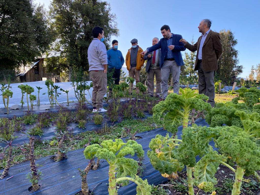  Emprendedores de Pucón apoyados por el Gobierno Regional de La Araucanía a través de INIA Carillanca desarrollan proyectos alimenticios a base de Kale 