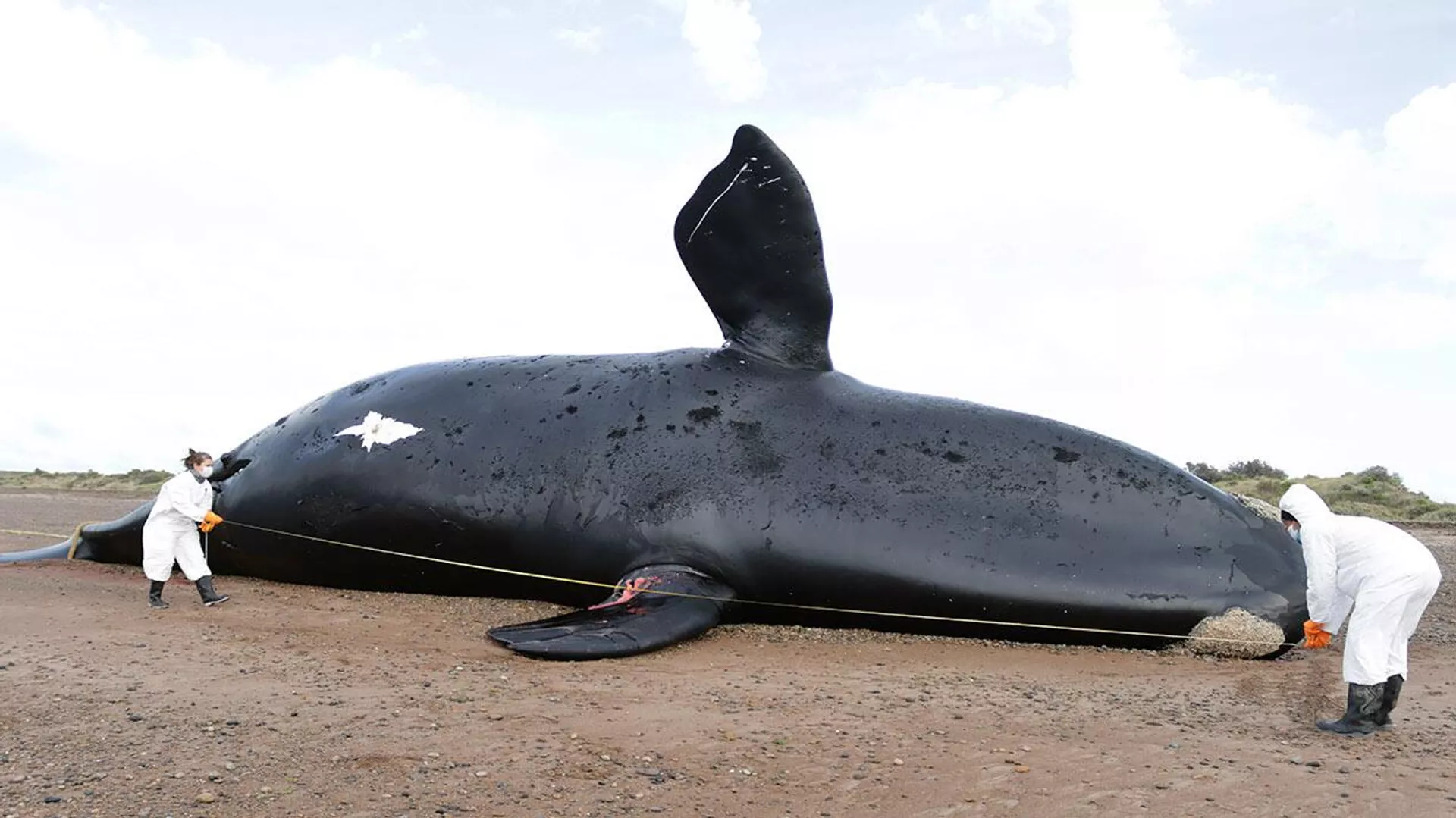  Siguen apareciendo ballenas muertas en las costas argentinas | Fotos