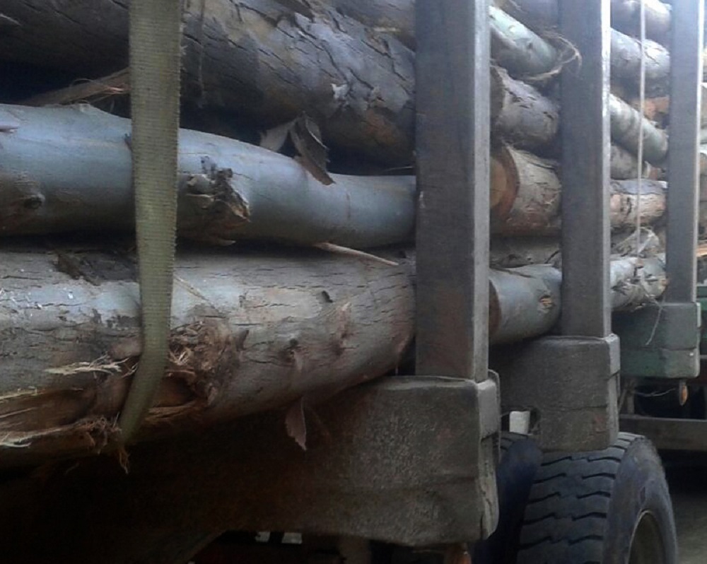 Carabineros detuvo a 3 personas por sustracción de madera en la sureña comuna de Curanilahue