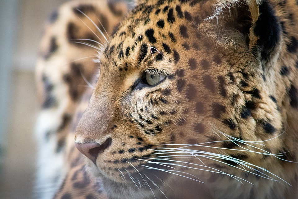  Tres leopardos atacan a un tejón de la miel, pero pronto se arrepienten | Video