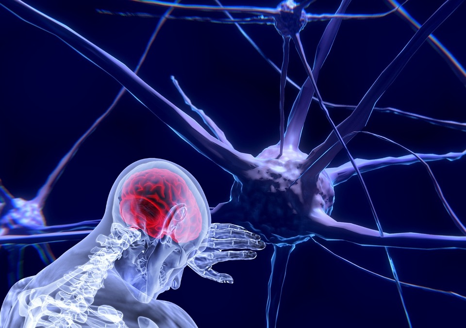 Científicos descubren una función desconocida del cerebelo