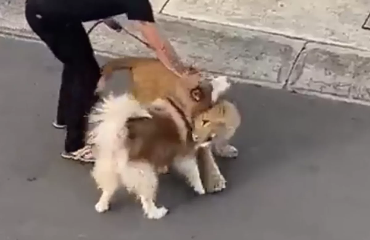 Video: un cachorro de león hace amistad con un perro mientras causa pánico entre vecinos de México