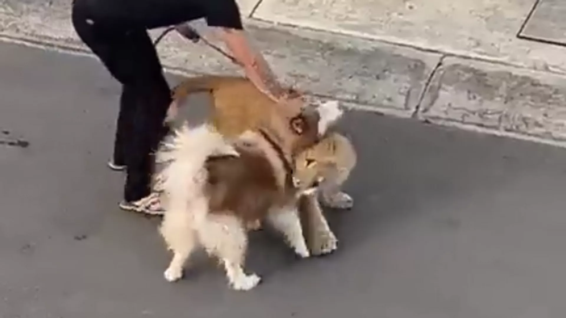  Video: un cachorro de león hace amistad con un perro mientras causa pánico entre vecinos de México