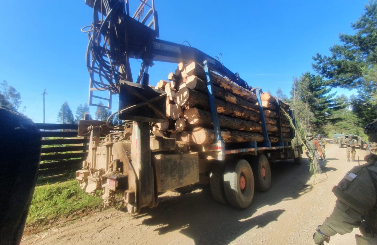 Cómo la tala ilegal degeneró en una crisis nacional de seguridad en Chile