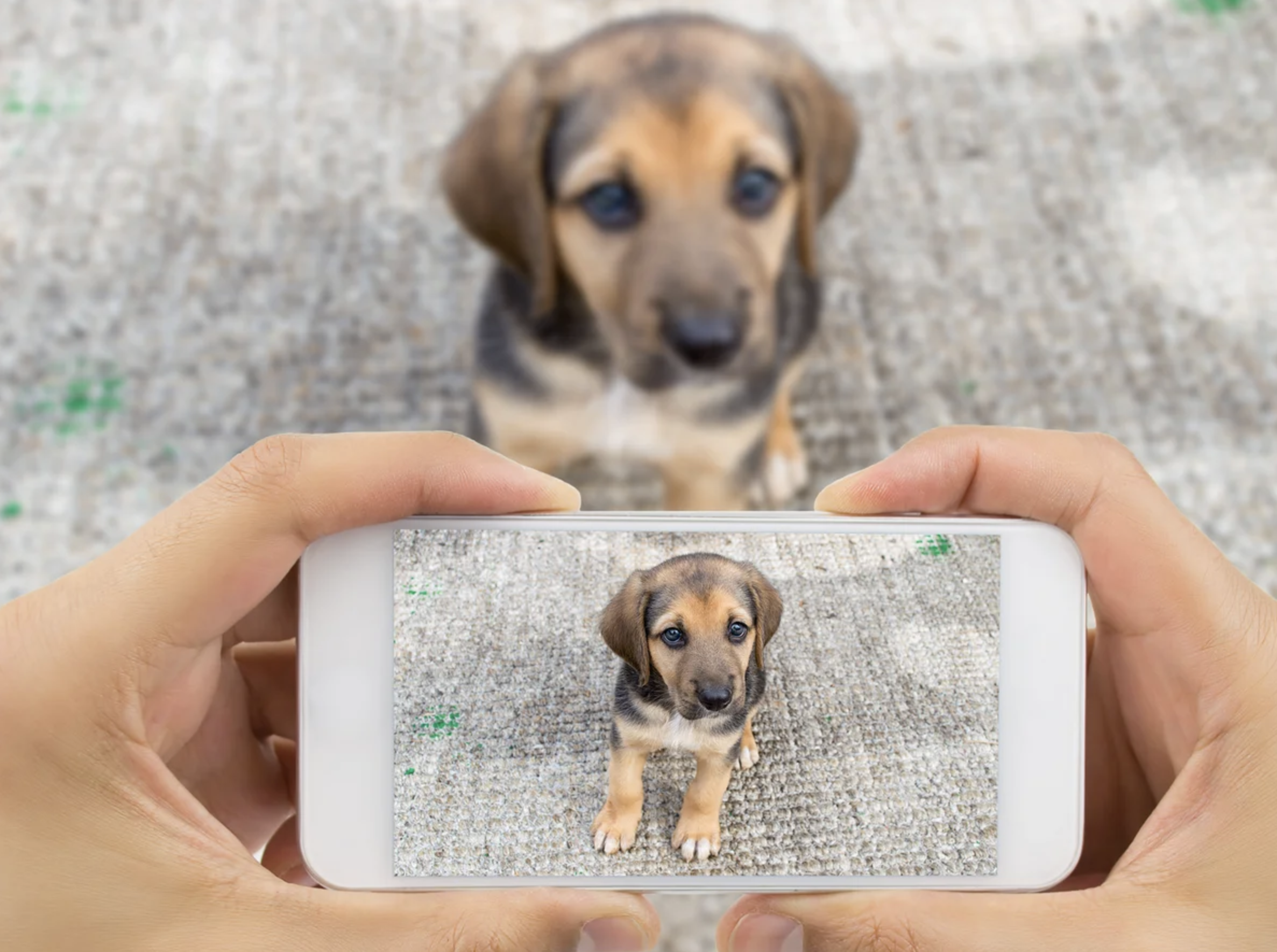  Solución a mascotas perdidas: estudiantes de la USM desarrollan innovadora app para ir en su búsqueda