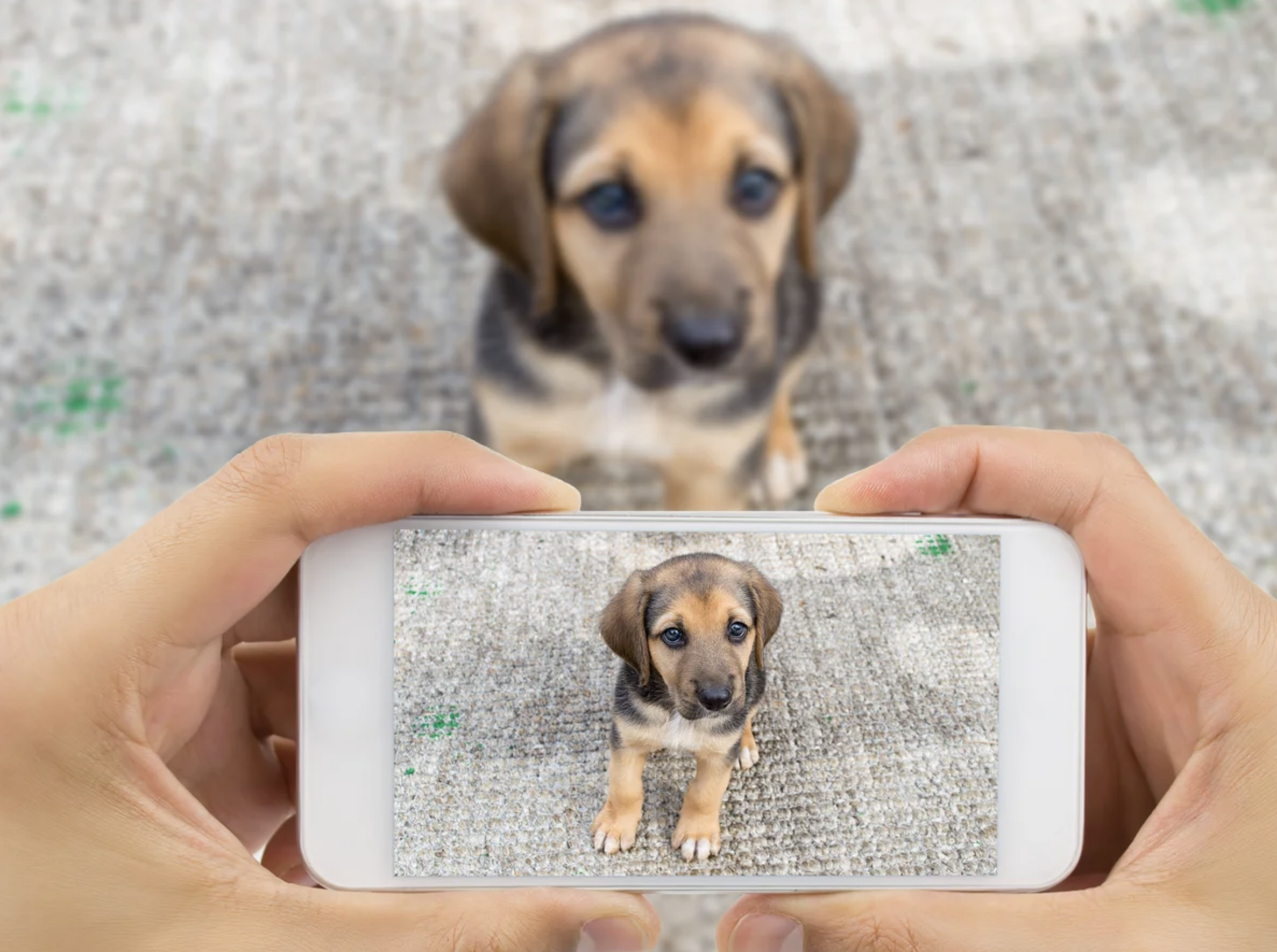 Solución a mascotas perdidas: estudiantes de la USM desarrollan innovadora app para ir en su búsqueda
