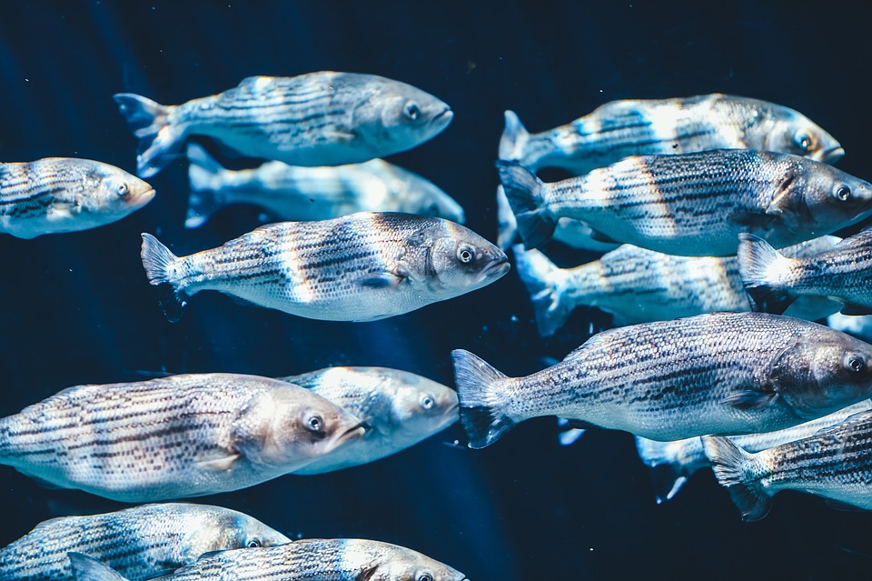  Misterio resuelto: los científicos descubren por qué los peces ‘miran hacia abajo’ cuando nadan
