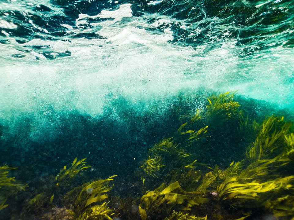 Extracción ilegal de algas: el duro problema que enfrentan pescadores y pescadoras artesanales del norte y pone en riesgo su seguridad