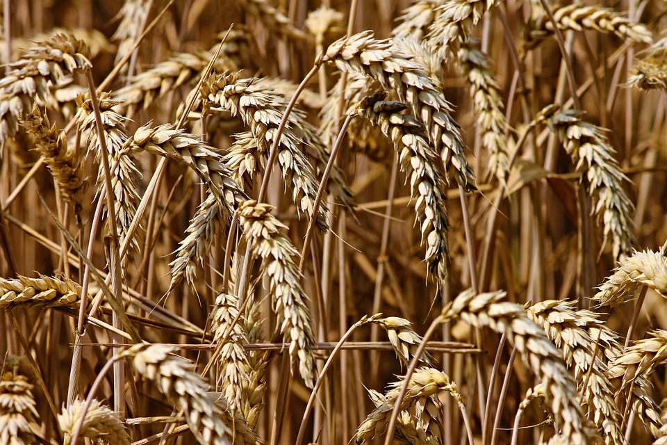  Mercado mundial del trigo: los principales proveedores y compradores