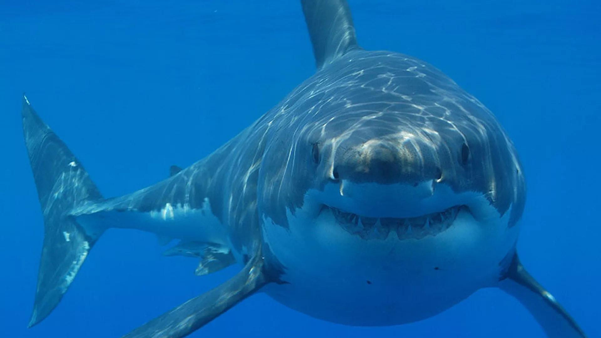 Científicos australianos descubren cementerio de tiburones en el Océano Índico