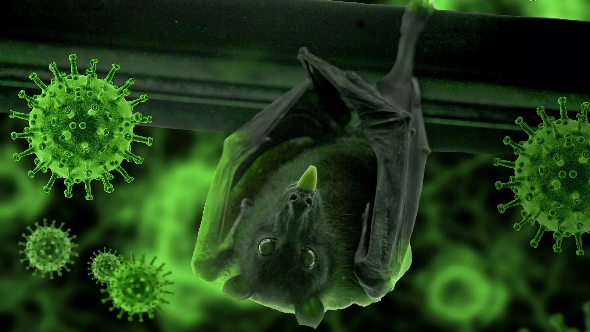  Científicos de China y Australia hallan 5 nuevos virus de murciélagos cercanos al COVID-19