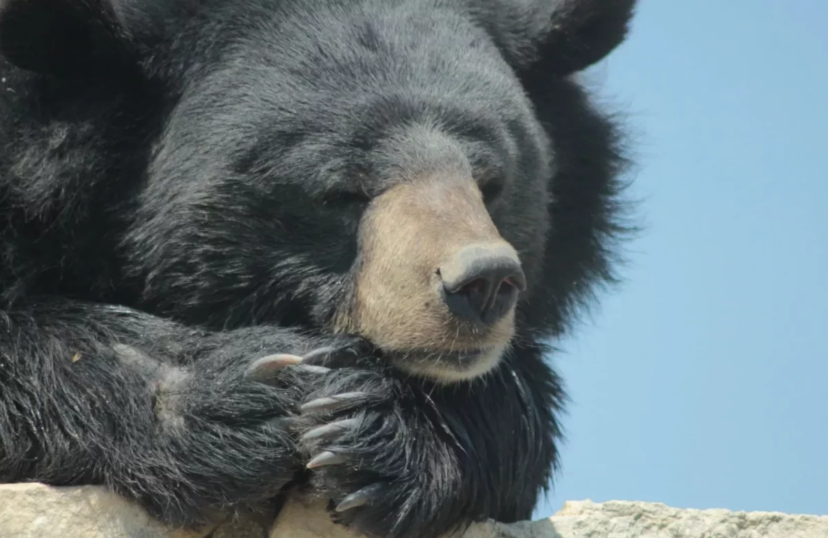 Sentirse lindo: oso se toma 400 selfies en Colorado