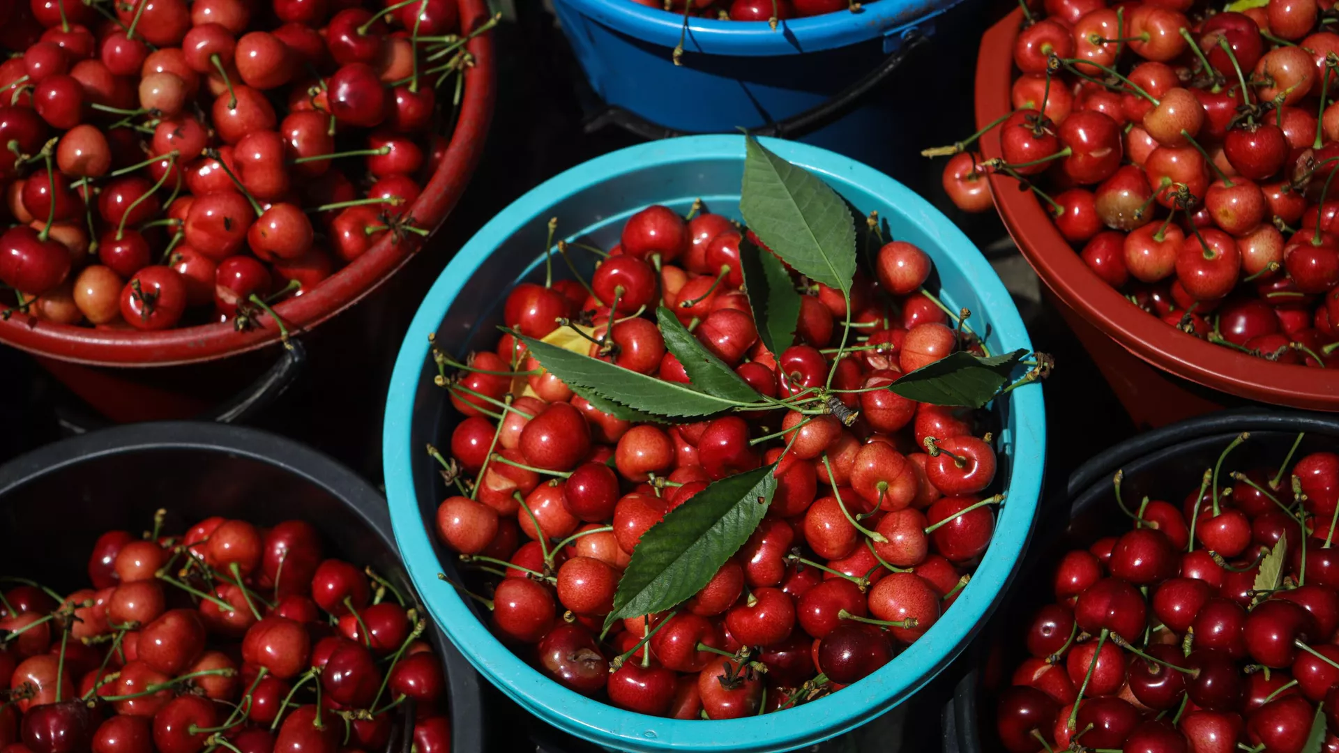 China está enamorada de las cerezas chilenas: importa miles de toneladas cada año