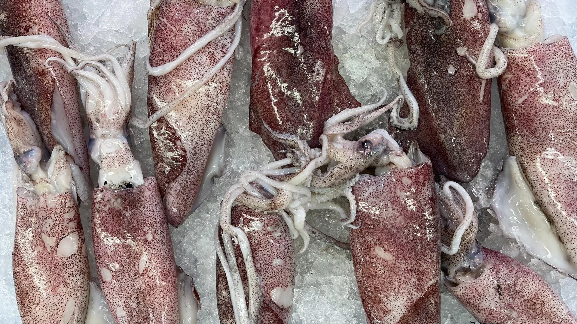  Una flota española partió hacia las Malvinas para comenzar la pesca ilegal de calamar