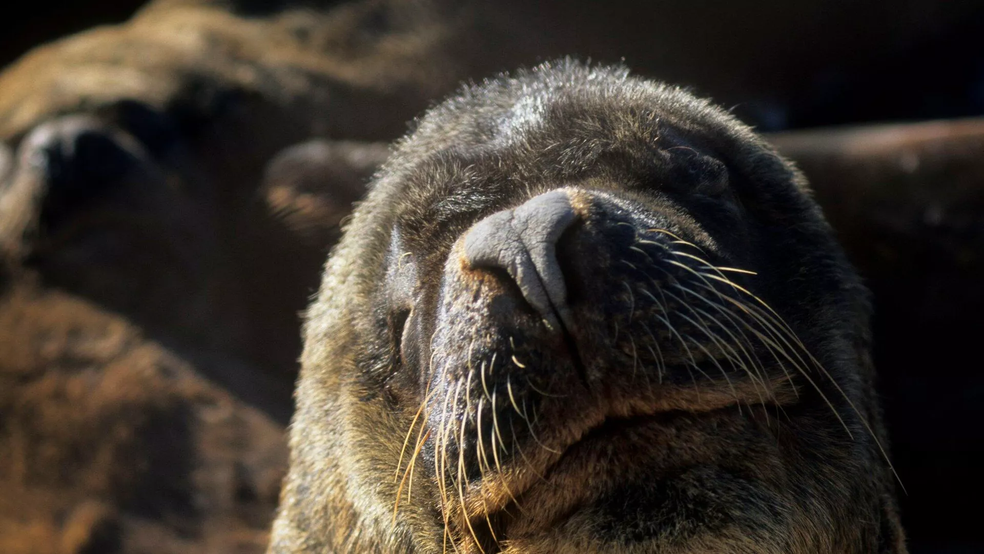 El Servicio Nacional de Pesca y Acuicultura (Sernapesca) confirma primer caso de influenza aviar en un lobo marino