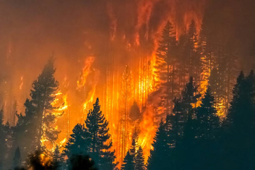 Incendios forestales dejan 23 muertes y casi 1.000 heridos