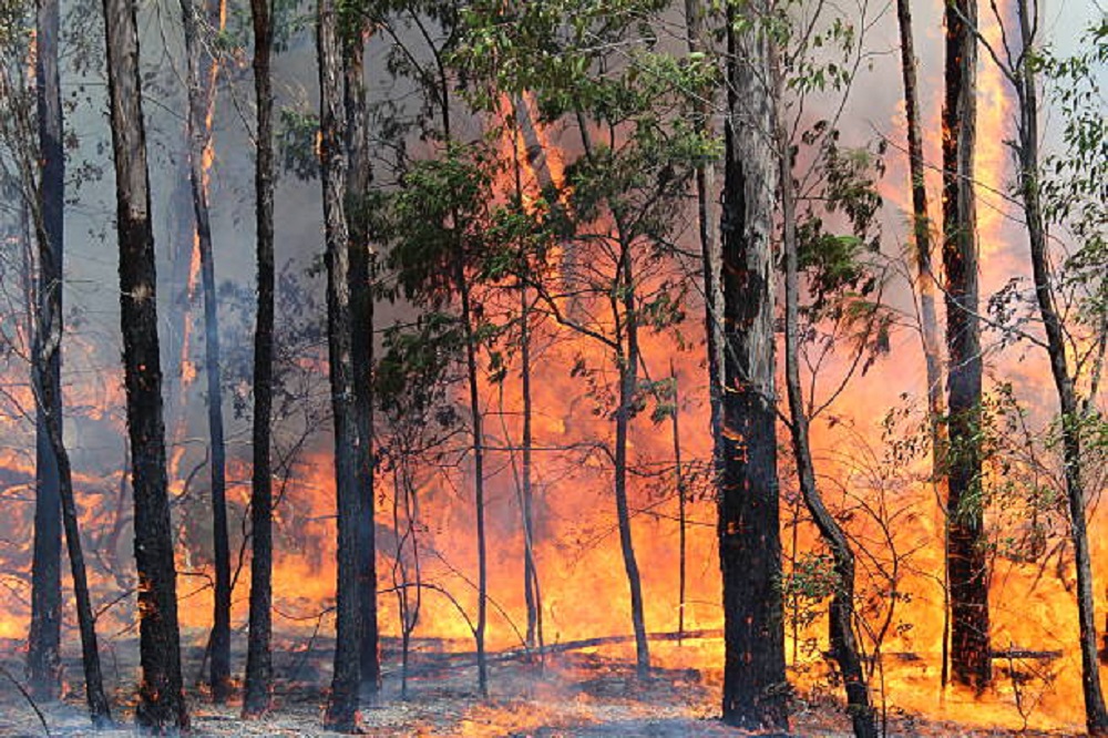 Gabriel Boric decreta estado de catástrofe en el sur para combatir incendios