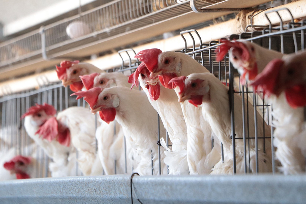  Académico U. de Chile explica que las próximas dos semanas serán clave para la contención de influenza aviar