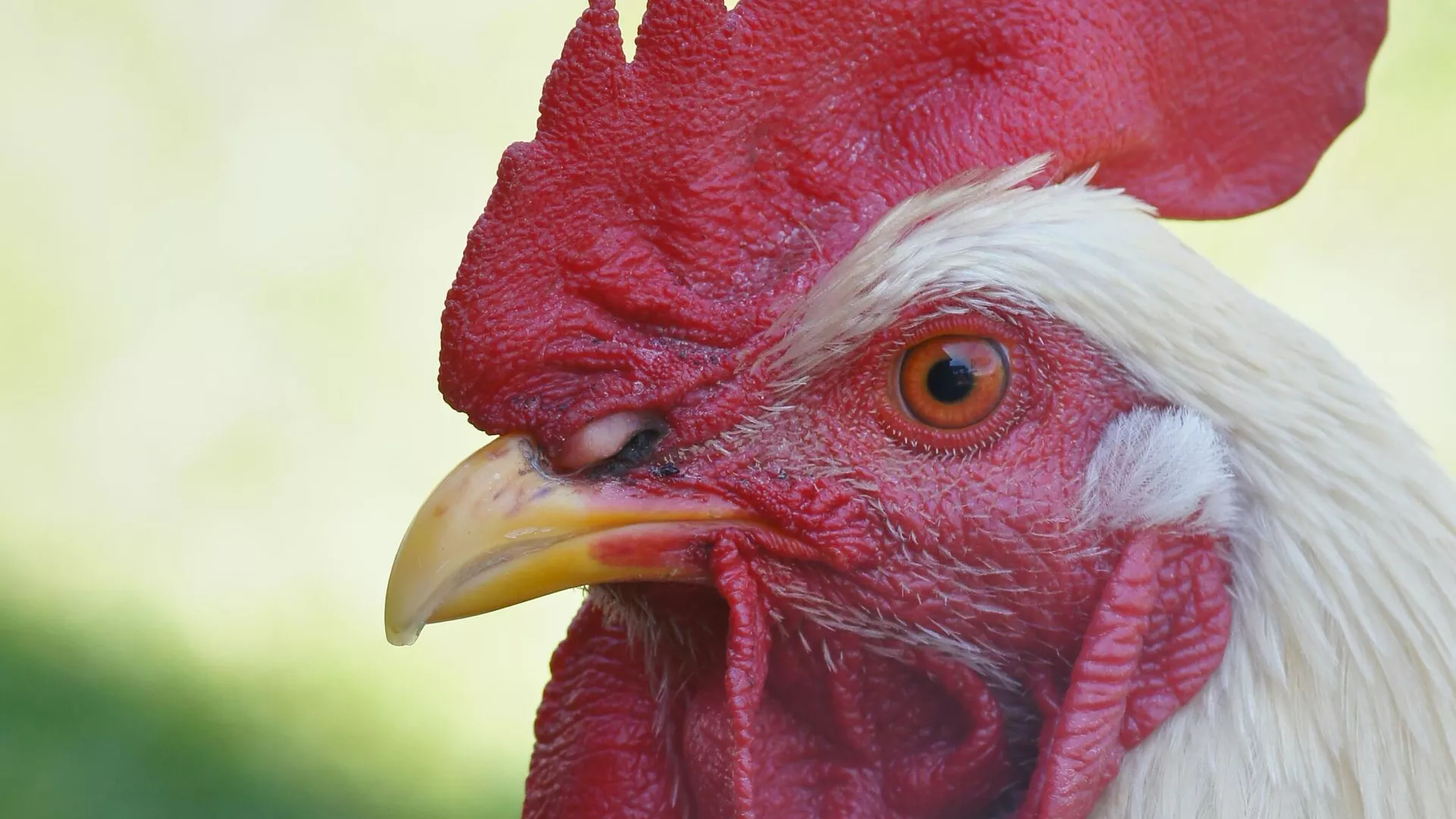  Universidad de Talca cierra temporalmente por posible brote de gripe aviar