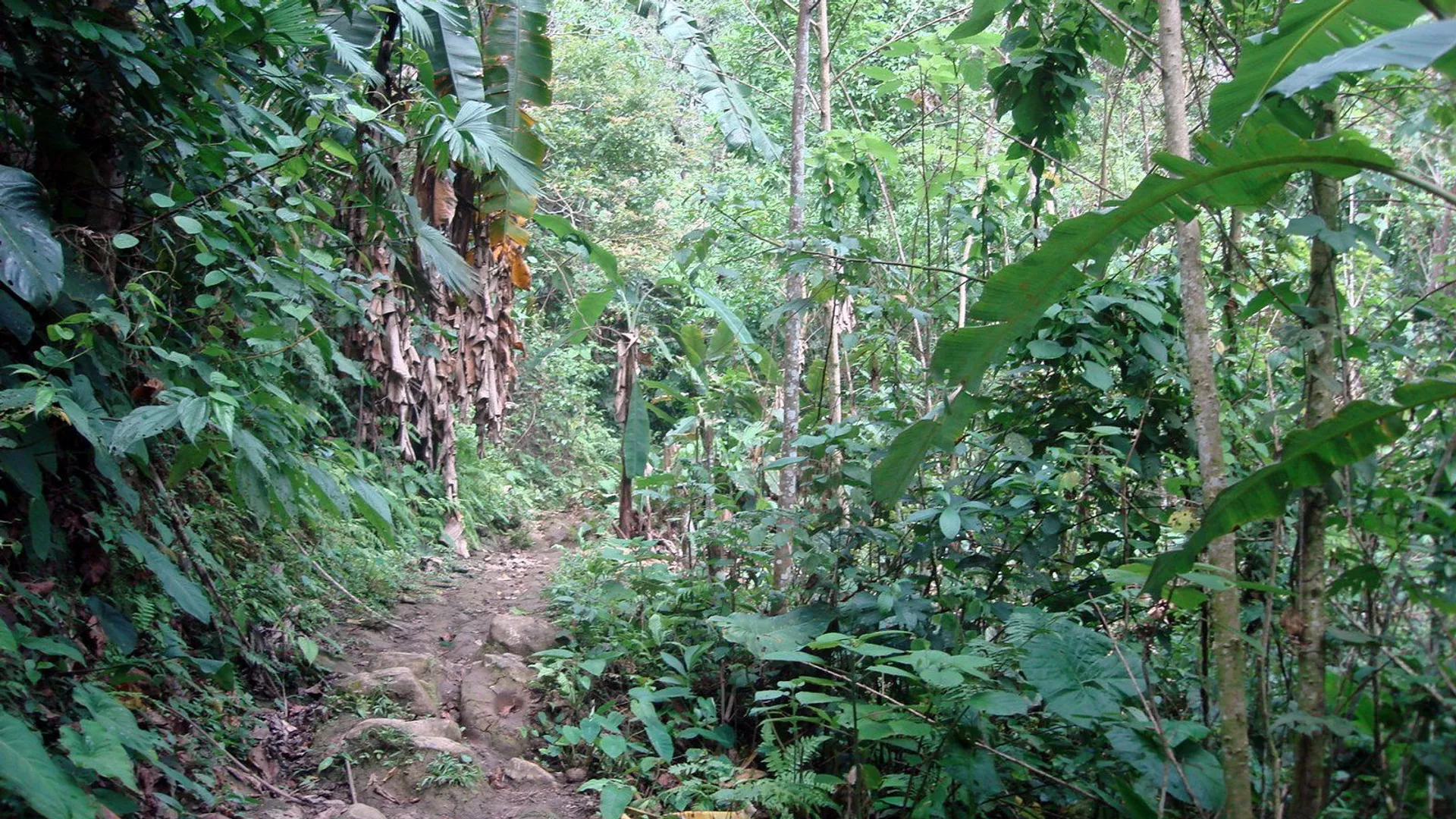 ¿Cómo sobreviven los niños desaparecidos en la selva de Colombia? Esto es lo que se sabe hasta ahora