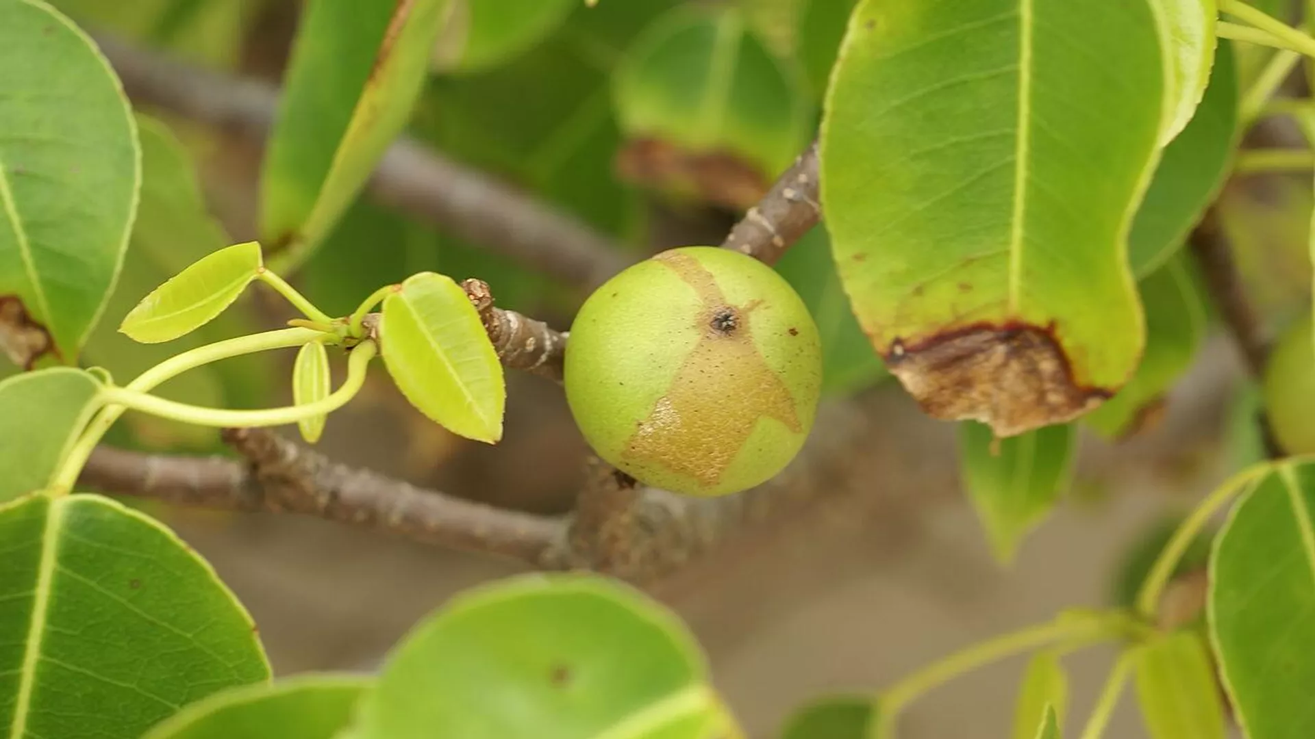Qué se sabe sobre el ‘árbol de la muerte’ que crece en Latinoamérica y casi mata a 2 españoles