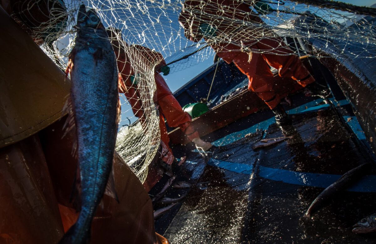 WWF Chile: nueva Ley de Pesca debe reforzar aspectos ambientales y sociales