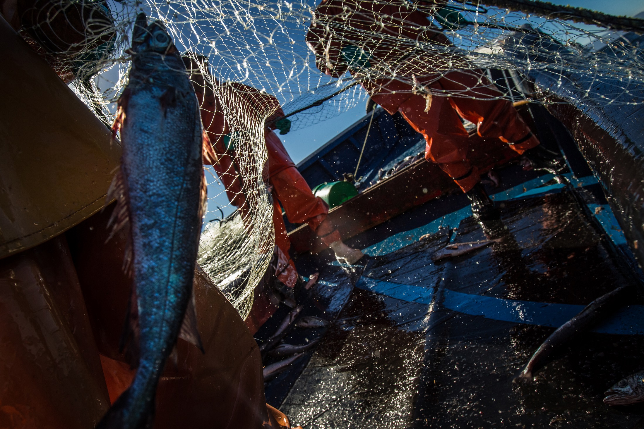 WWF Chile: nueva Ley de Pesca debe reforzar aspectos ambientales y sociales