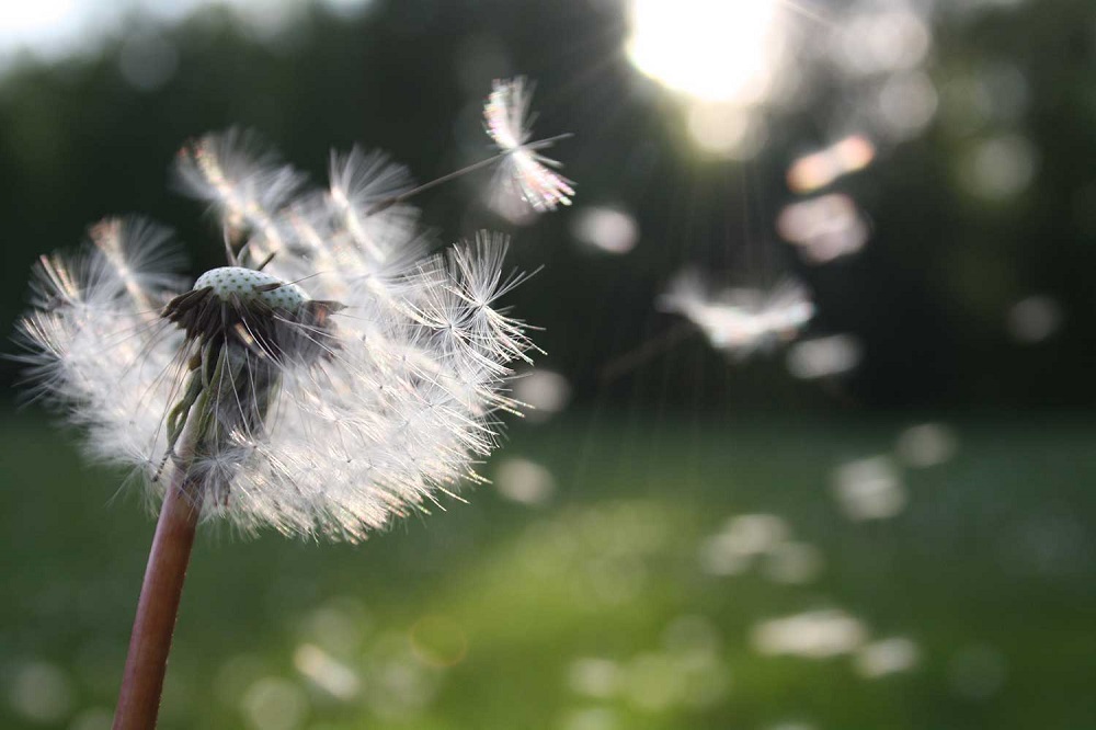  El despertar de las alergias en la primavera: Especialistas entregan consejos para afrontar la temporada de polen