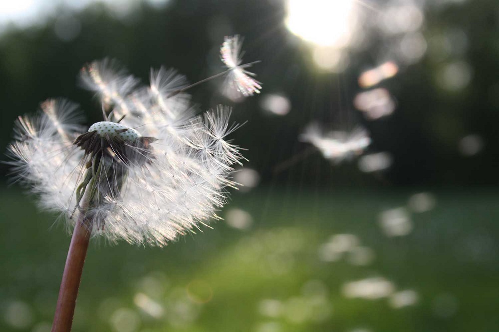 El despertar de las alergias en la primavera: Especialistas entregan consejos para afrontar la temporada de polen